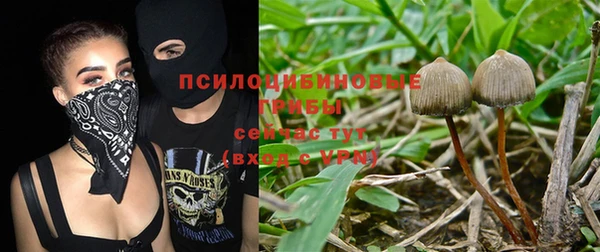 сатива Белокуриха