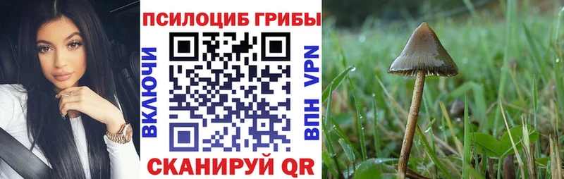 Псилоцибиновые грибы Psilocybe Бежецк